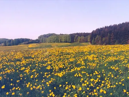 Allgaeuer Hof Hotel 3*